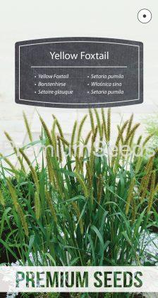 Setaria pumila - semi