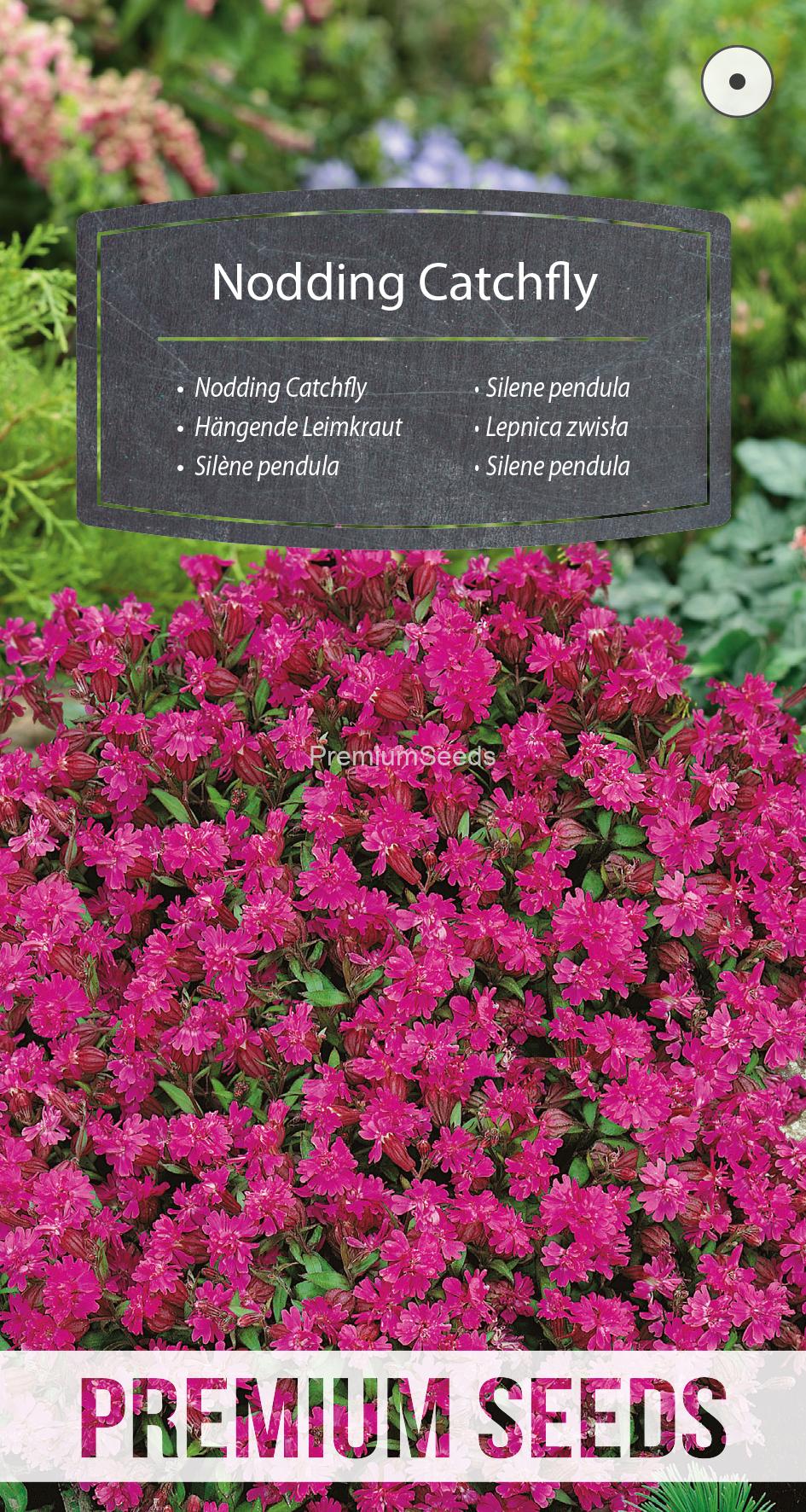 WORLD N 92 97 05.indd Silene pendula - semillas