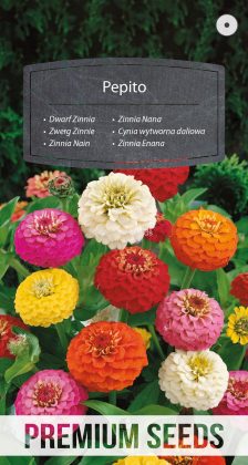 Zinnia Enana Pepito Variada - semillas