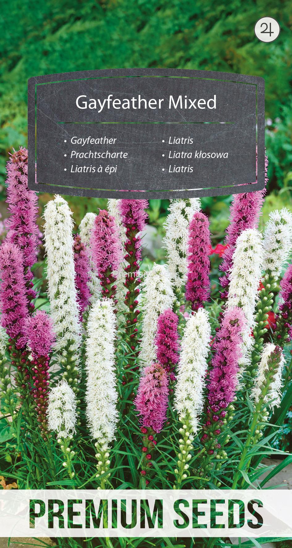WORLD N G 390 0179.indd Gayfeather - Mixed - seeds