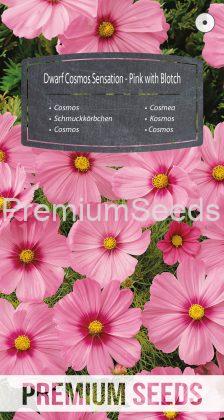 Dwarf Cosmos Sensation - Pink with Blotch - seeds