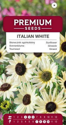 Sunflower Italian White – seeds