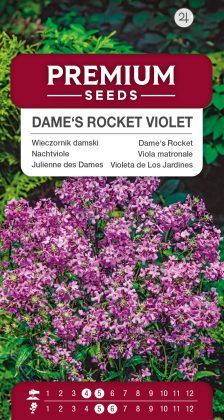 Dame’s Rocket violet – seeds