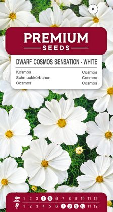 Dwarf Cosmos Sensation – White – seeds