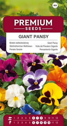 Giant Pansy – Mixed – seeds