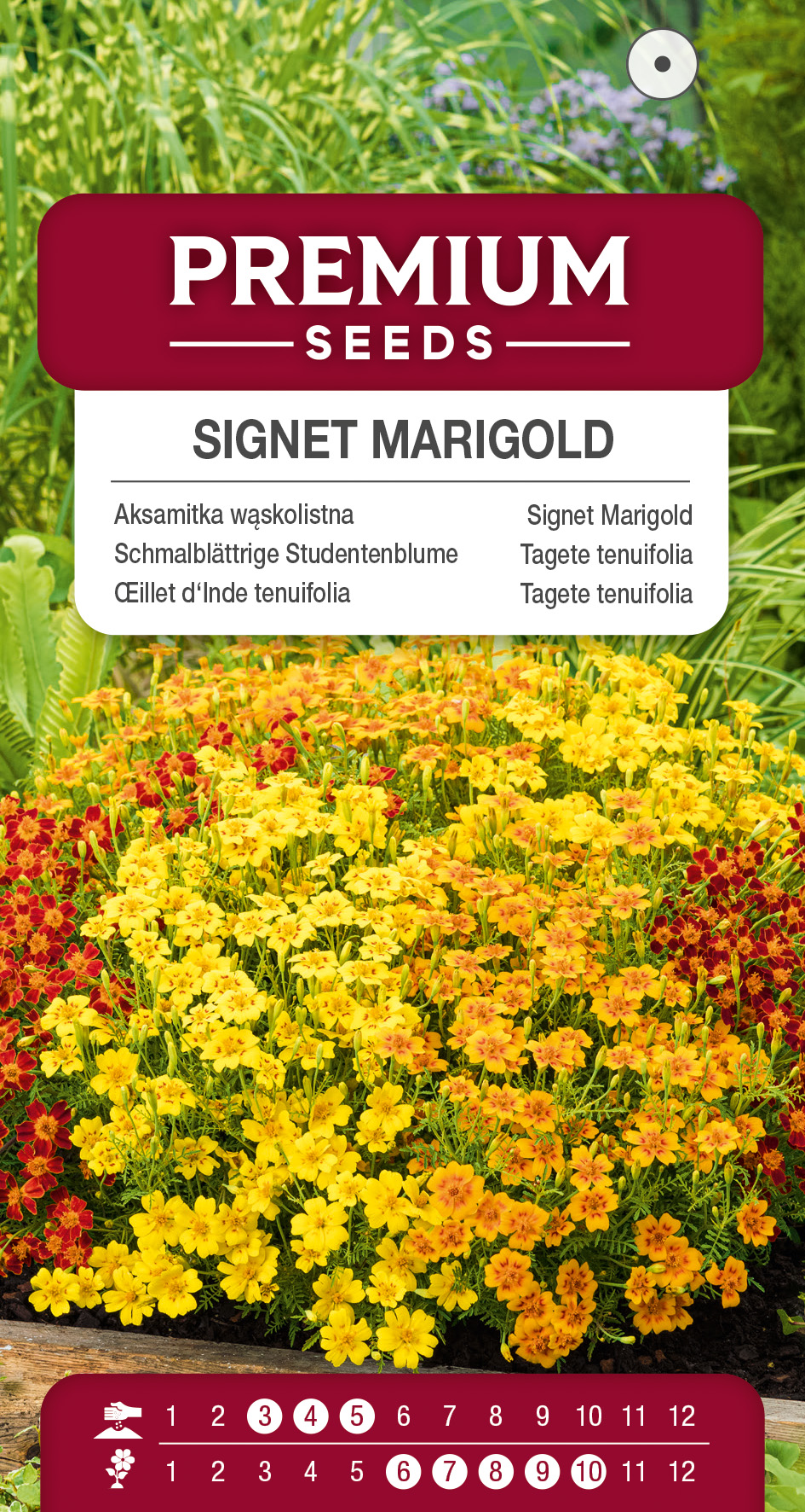 SWIA-WO-BL-12113_VS Signet Marigold – Mixed- seeds
