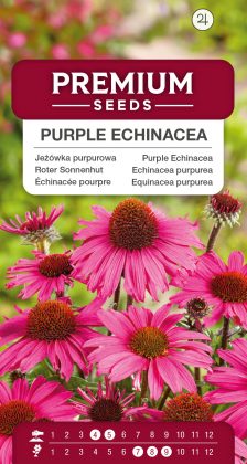 Purple Echinacea – seeds
