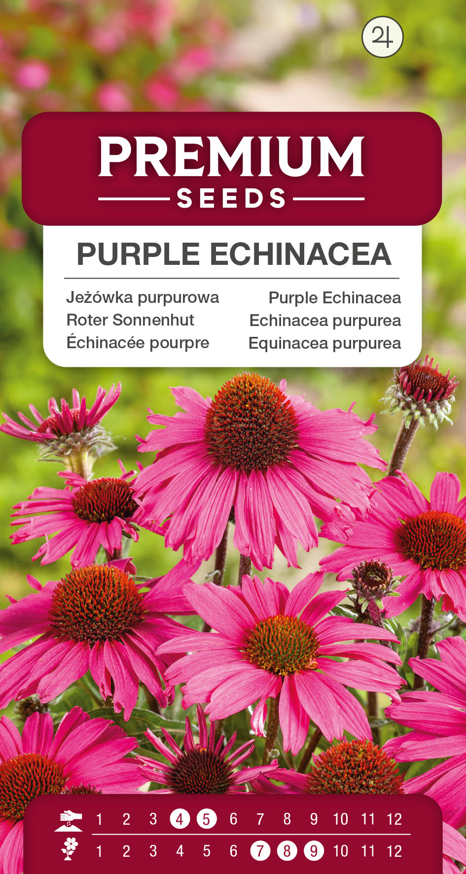 SWIA-WO-BL-12138_VS Purple Echinacea – seeds