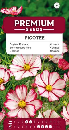 Cosmos Picotee – seeds