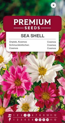 Cosmos Sea Shell – seeds