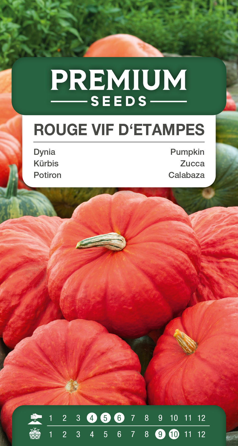SWIA-WO-GE-11052_VS Pumpkin – Rouge vif d’Etampes – seeds