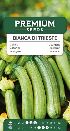Courgette – Bianca di Trieste – seeds