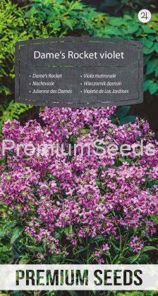 Nachtviole - Violette - Samen