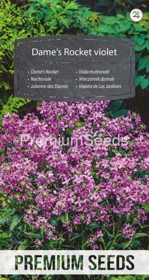 Dame's Rocket violet - seeds