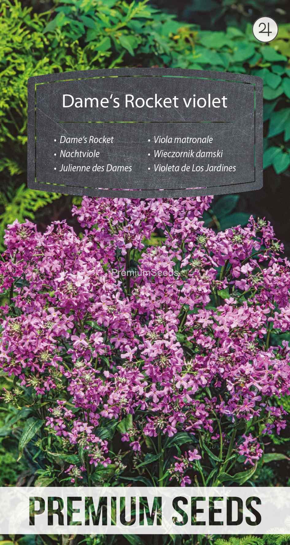 WORLD 10047533PA_VS Dame's Rocket violet - seeds