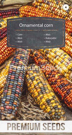 Ornamental corn - seeds