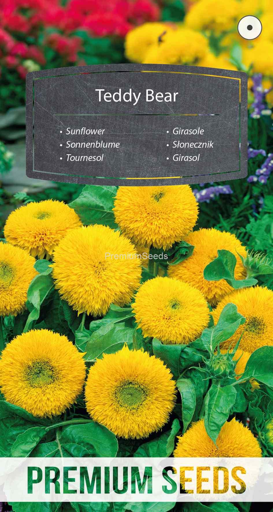 WORLD 13001475PA_VS Girasol Teddy Bear- semillas