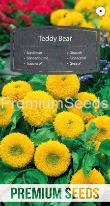 Sonnenblume Teddy Bear - Samen