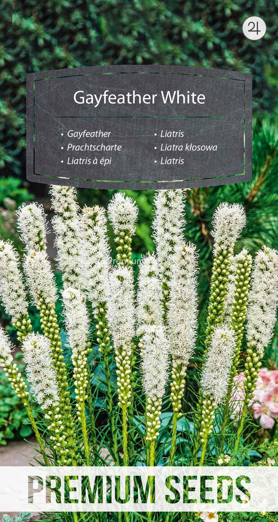 WORLD 13002844PA_VS Liatris - Bianco - semi