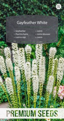 Prachtscharte - Weiße - Samen