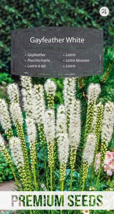 Liatris - Blanco - semillas