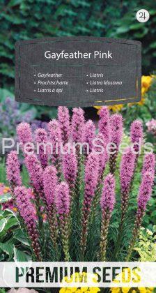 Liatris à épi - Rose - semences
