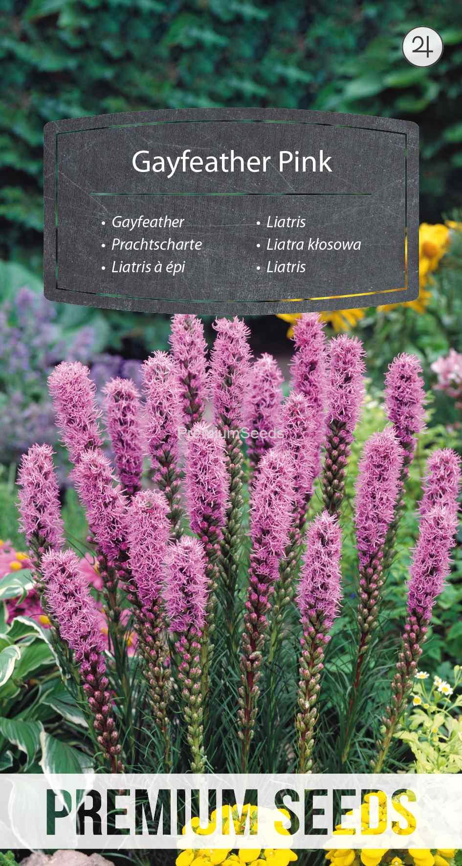 WORLD 13004079PA_VS Liatris - Rosa - semi