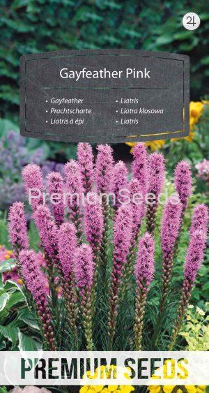 Liatris - Rosa - semillas