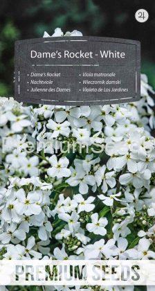 Viola matronale - Bianco - semi