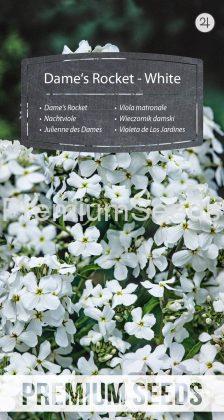 Carraspique Flor de Jacinto - Blanco - semillas