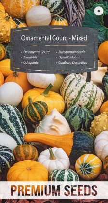 Zucca ornamentale - Miscuglio - semi