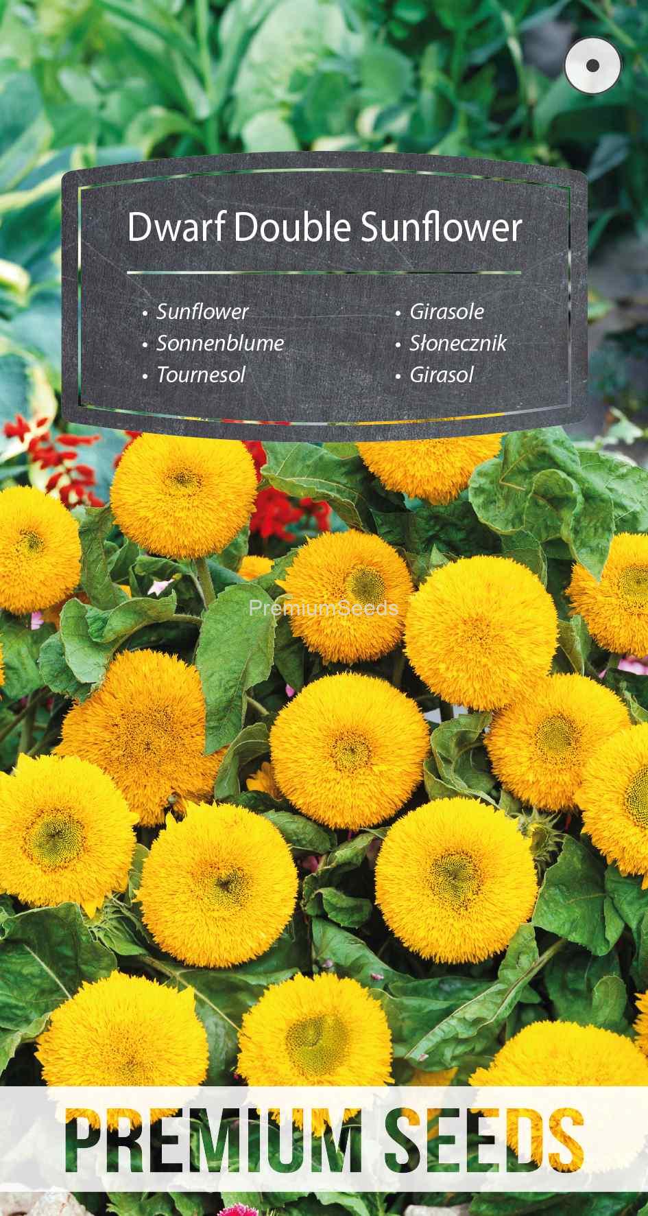 WORLD 13010287PA_VS Girasol Doble Enano - semillas