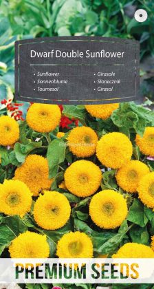 Gefüllte Zwergsonnenblume - Samen