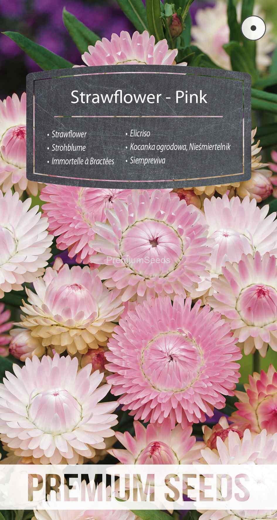 WORLD 13012899PA_VS Immortelle à Bractées - Rose - semences