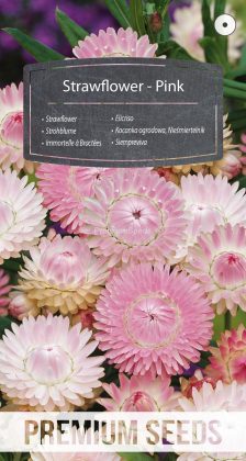 Strohblume - Rosa- Samen