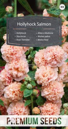 Stockrose - Lachs - Samen