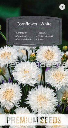 Centaurée bleuet - Blanc - semences