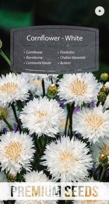 Centaurée bleuet - Blanc - semences
