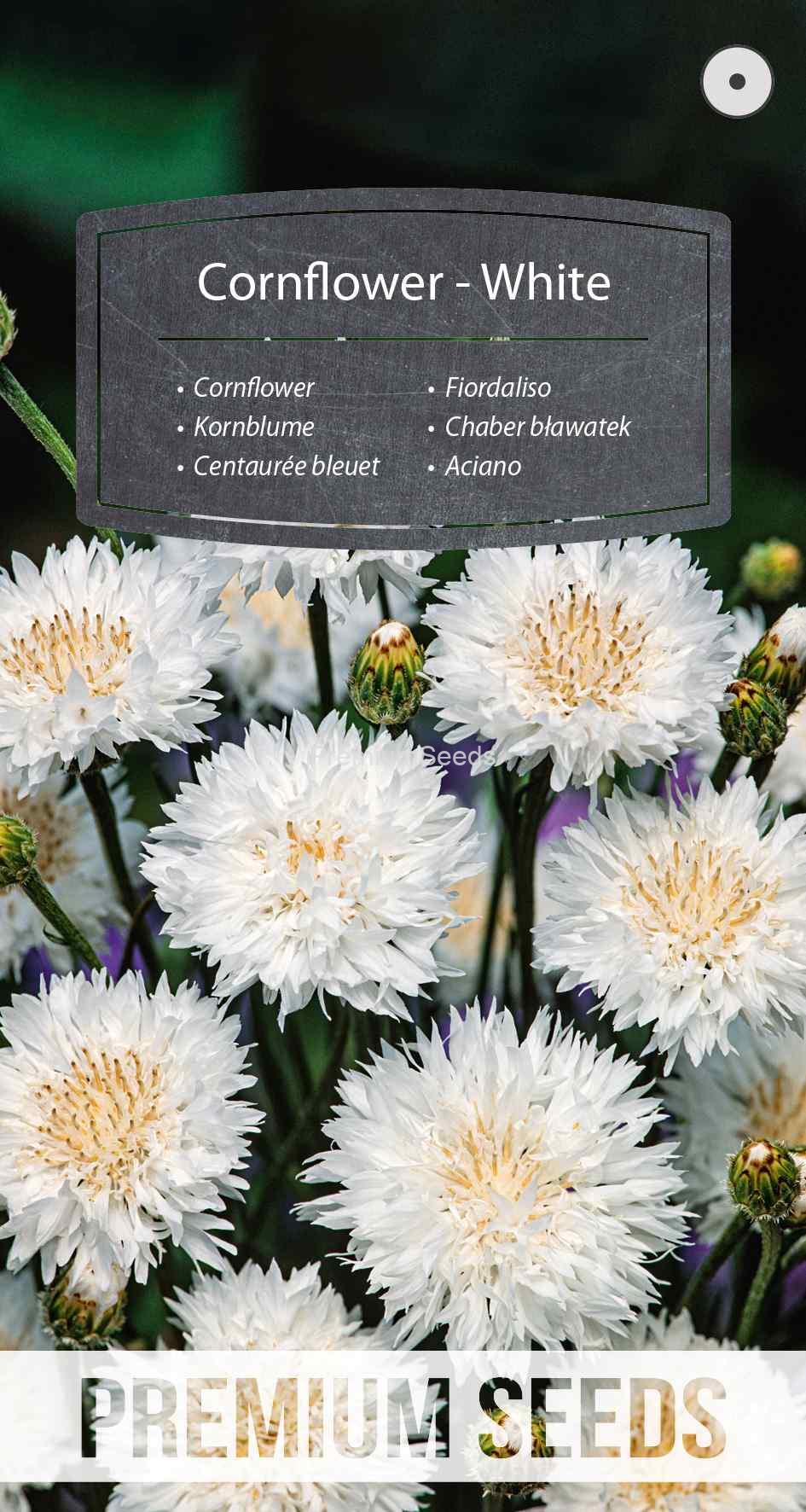 WORLD 13014009PA_VS Centaurée bleuet - Blanc - semences