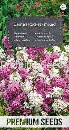 Dame's Rocket - mixed - seeds