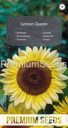 Sunflower Lemon Queen - seeds