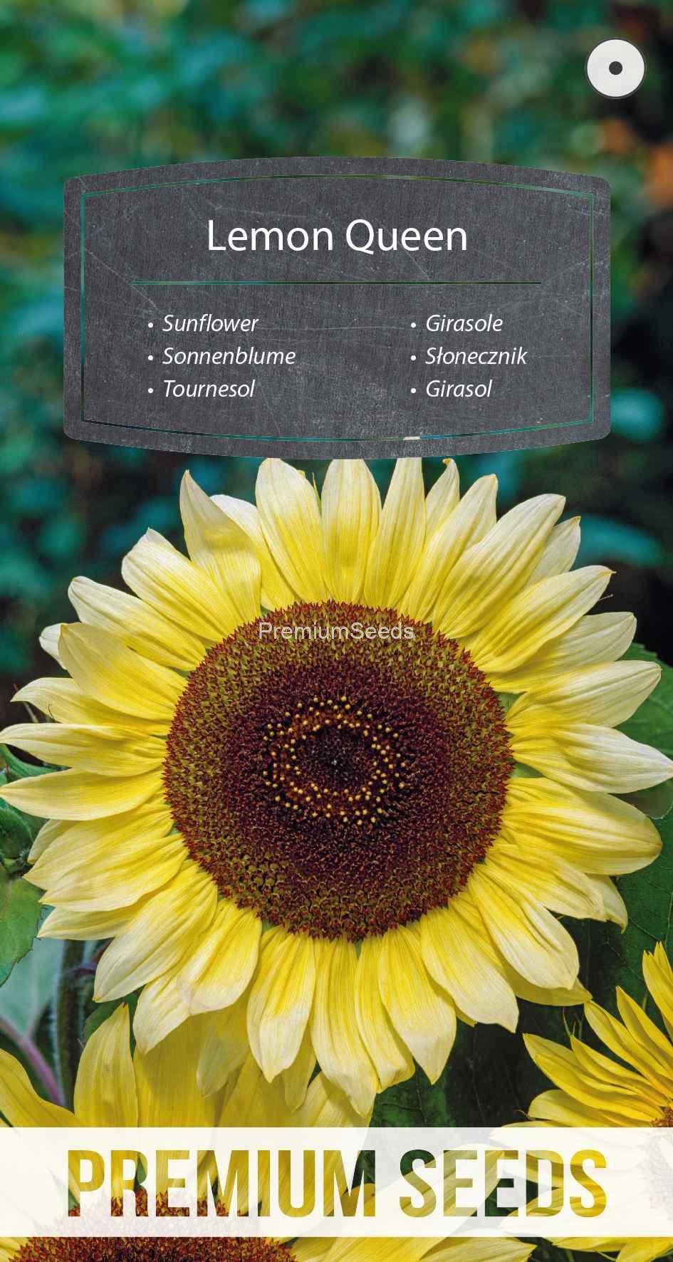 WORLD 13014992PA_VS Sunflower Lemon Queen - seeds