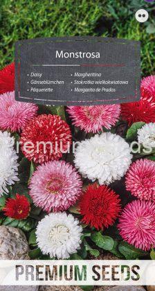 Daisy Monstrosa - seeds