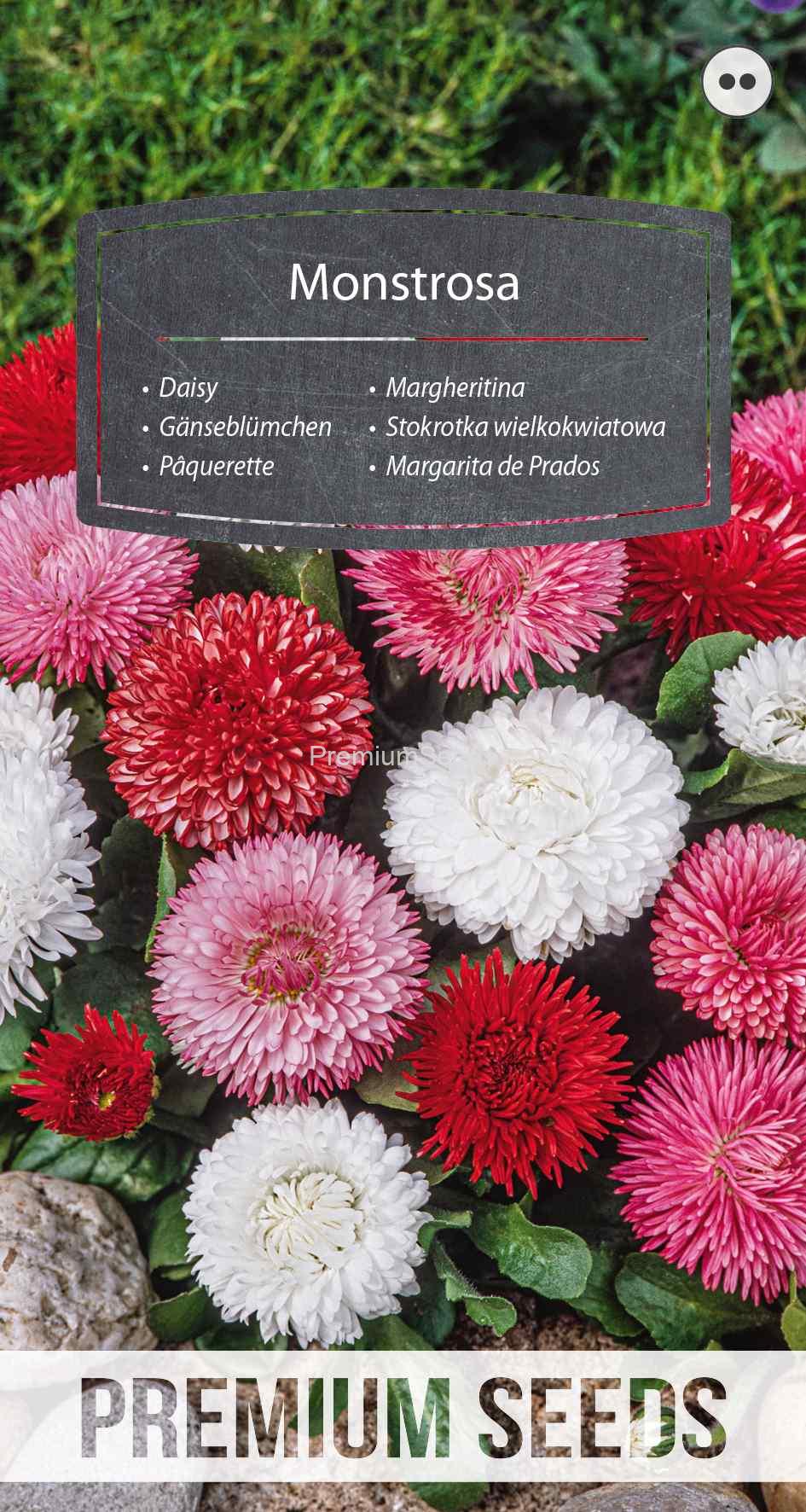 WORLD 14002008PA_VS Margheritina Monstrosa - semi