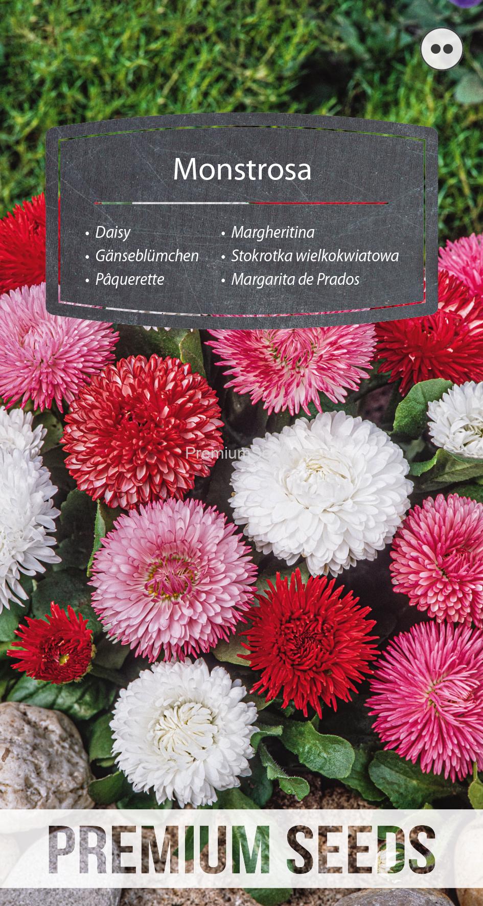 WORLD 14002008PA.indd Daisy Monstrosa - seeds