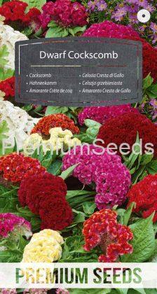 Celosia Cresta di Gallo Nana - semi