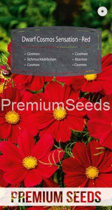 Cosmea Sensation Nana - Rosso - semi