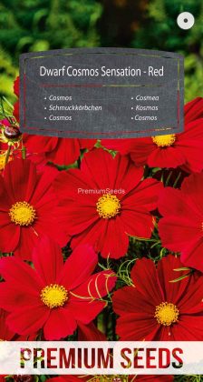 Cosmos Sensation Nain - Rouge - semences