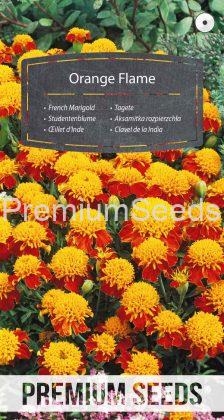 Dwarf French Marigold Orange Flame - seeds