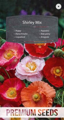 Coquelicot Shirley Mix - semences